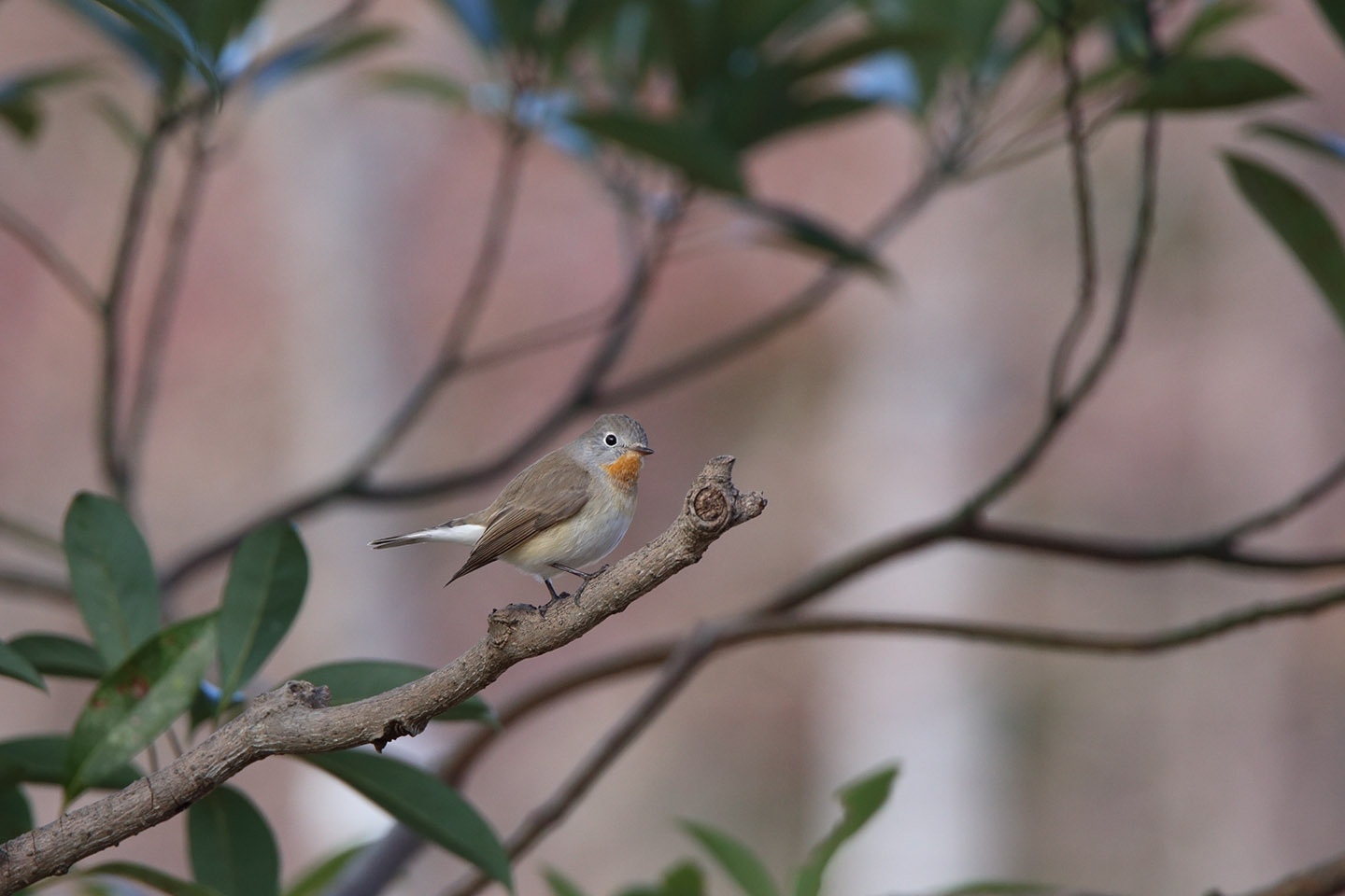 Canon EOS 6D + TAMRON SP 150-600mm F/5-6.3 Di VC USD (A011)