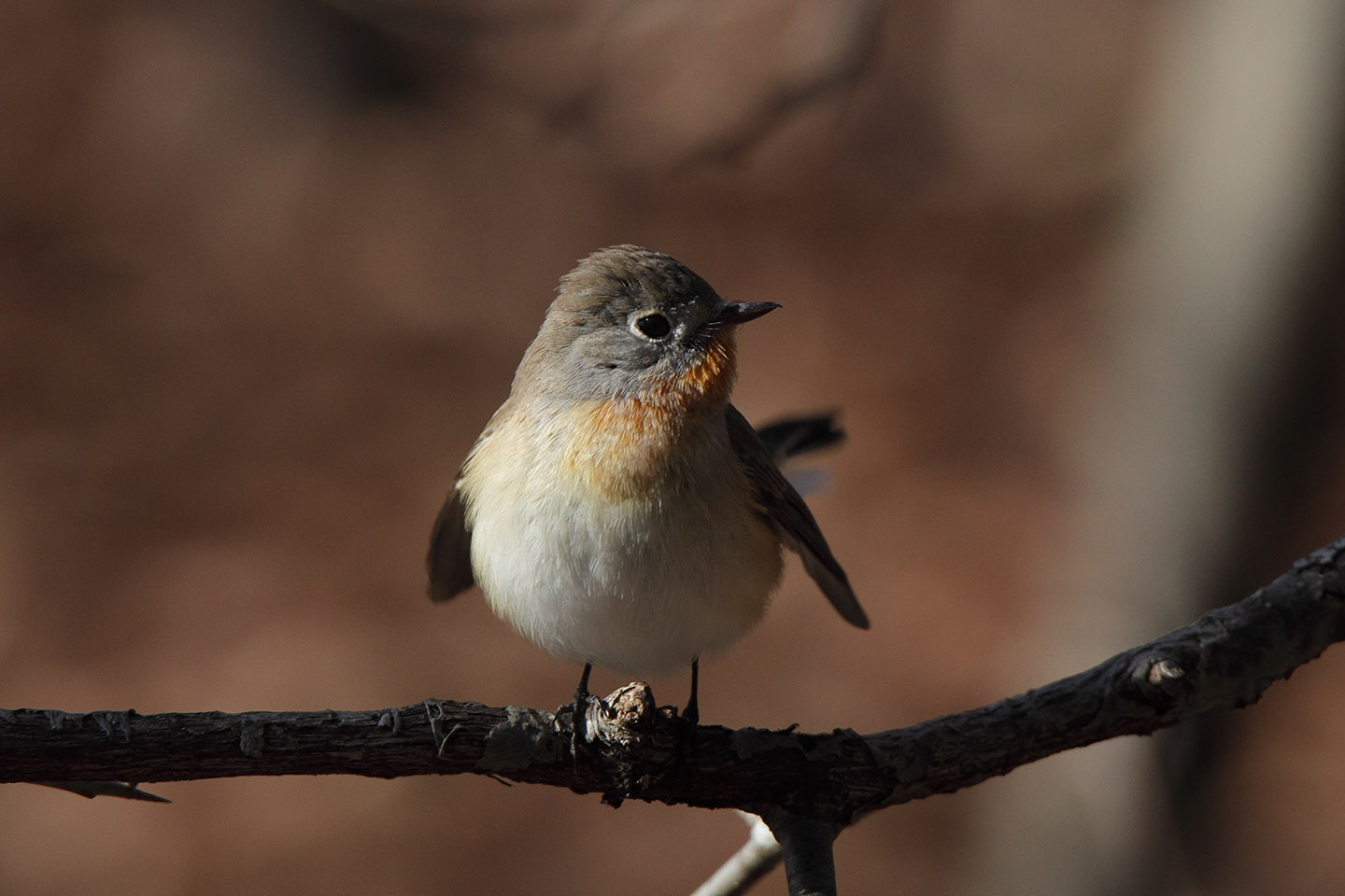 Canon EOS 60D + TAMRON SP 150-600mm F/5-6.3 Di VC USD (A011)