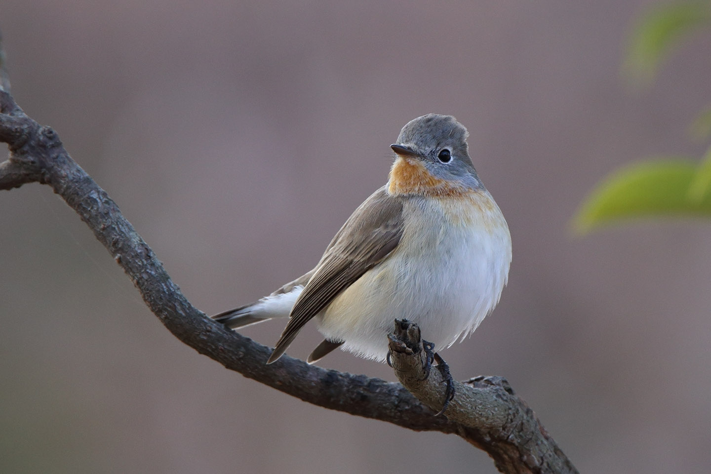 Canon EOS 6D + TAMRON SP 150-600mm F/5-6.3 Di VC USD (A011)