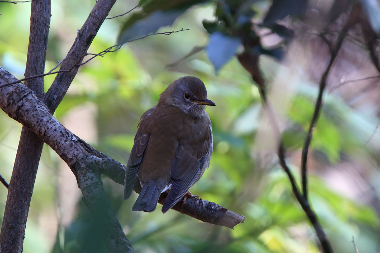 Canon EOS 6D + TAMRON SP 150-600mm F/5-6.3 Di VC USD (A011)