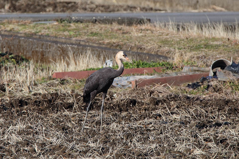 Canon EOS 6D + TAMRON SP 150-600mm F/5-6.3 Di VC USD (A011)