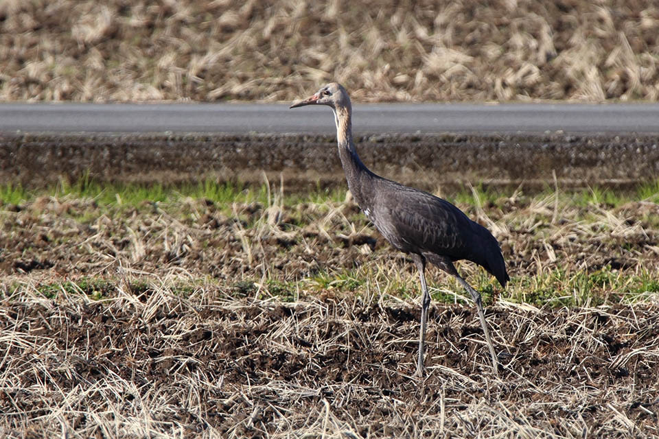 Canon EOS 6D + TAMRON SP 150-600mm F/5-6.3 Di VC USD (A011)