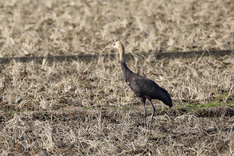 Canon EOS 6D + TAMRON SP 150-600mm F/5-6.3 Di VC USD (A011)