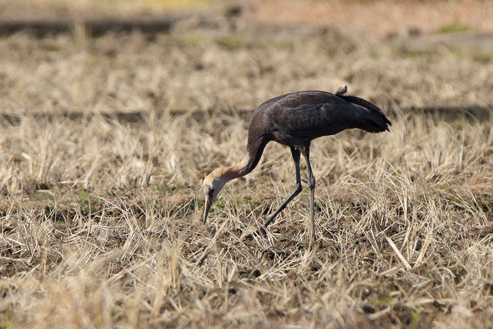 Canon EOS 6D + TAMRON SP 150-600mm F/5-6.3 Di VC USD (A011)