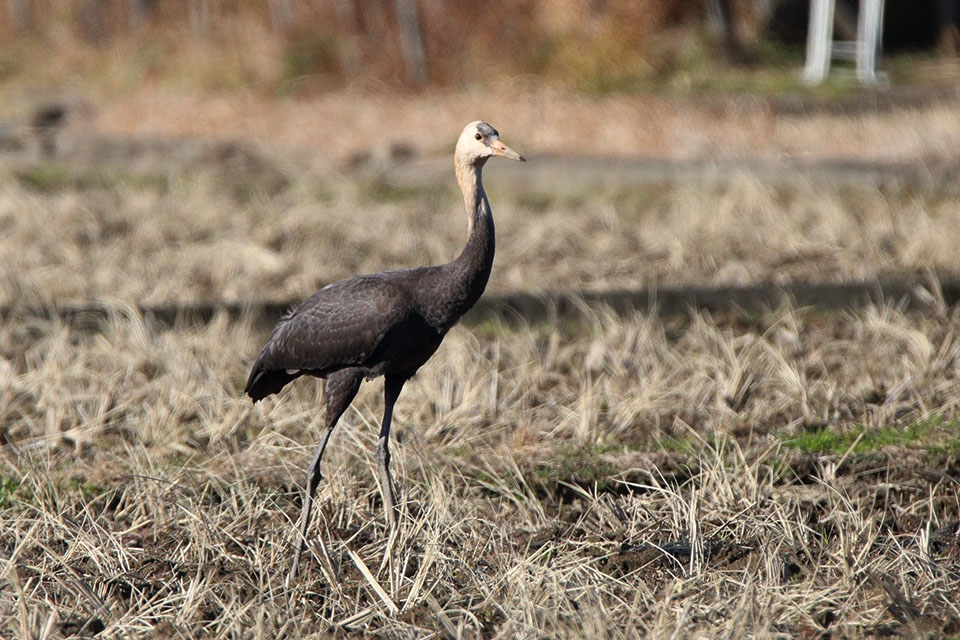 Canon EOS 6D + TAMRON SP 150-600mm F/5-6.3 Di VC USD (A011)