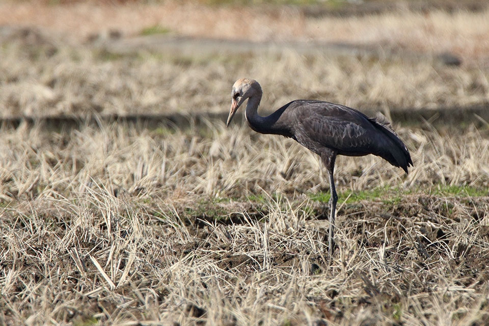 Canon EOS 6D + TAMRON SP 150-600mm F/5-6.3 Di VC USD (A011)