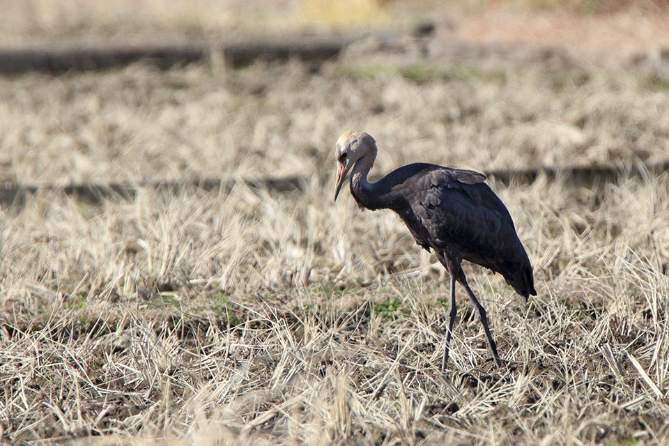 Canon EOS 6D + TAMRON SP 150-600mm F/5-6.3 Di VC USD (A011)