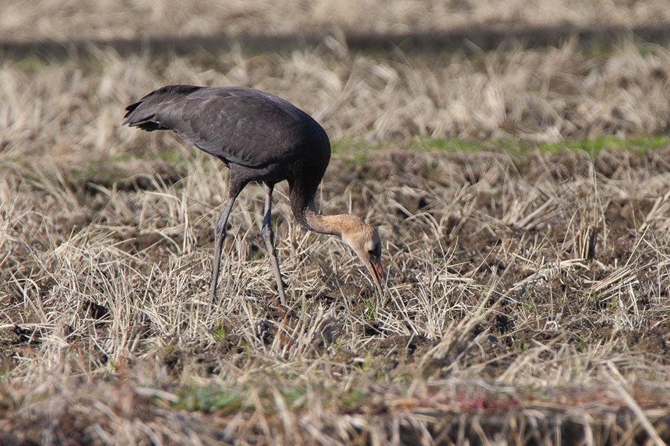 Canon EOS 6D + TAMRON SP 150-600mm F/5-6.3 Di VC USD (A011)