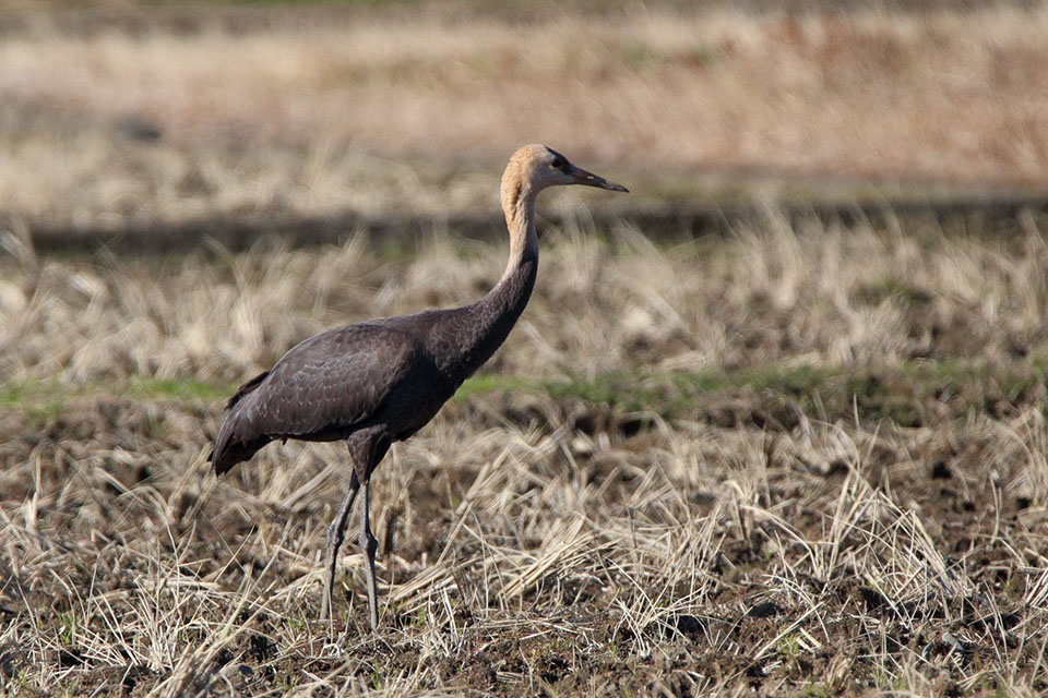 Canon EOS 6D + TAMRON SP 150-600mm F/5-6.3 Di VC USD (A011)