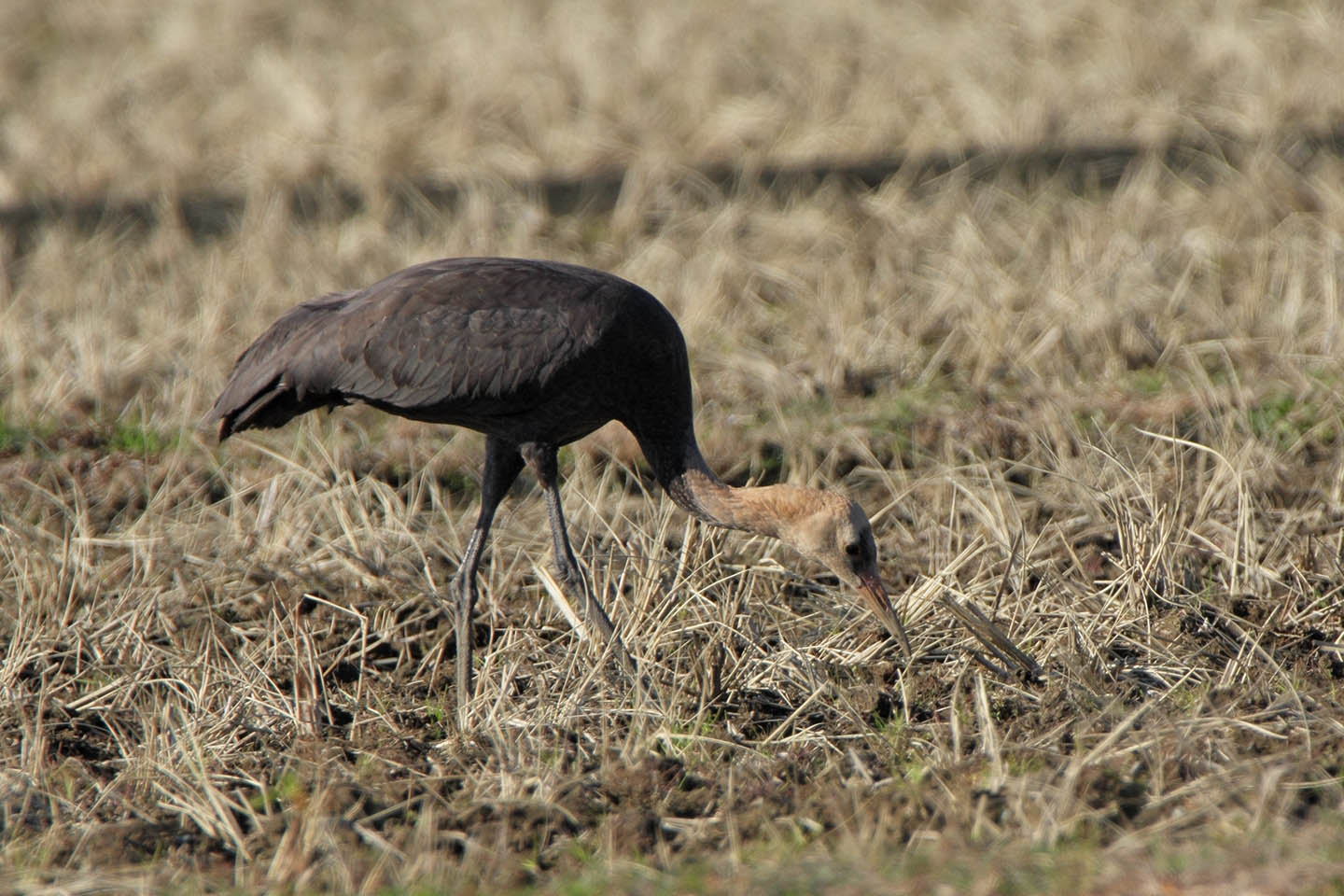 Canon EOS 60D + TAMRON SP 150-600mm F/5-6.3 Di VC USD (A011)