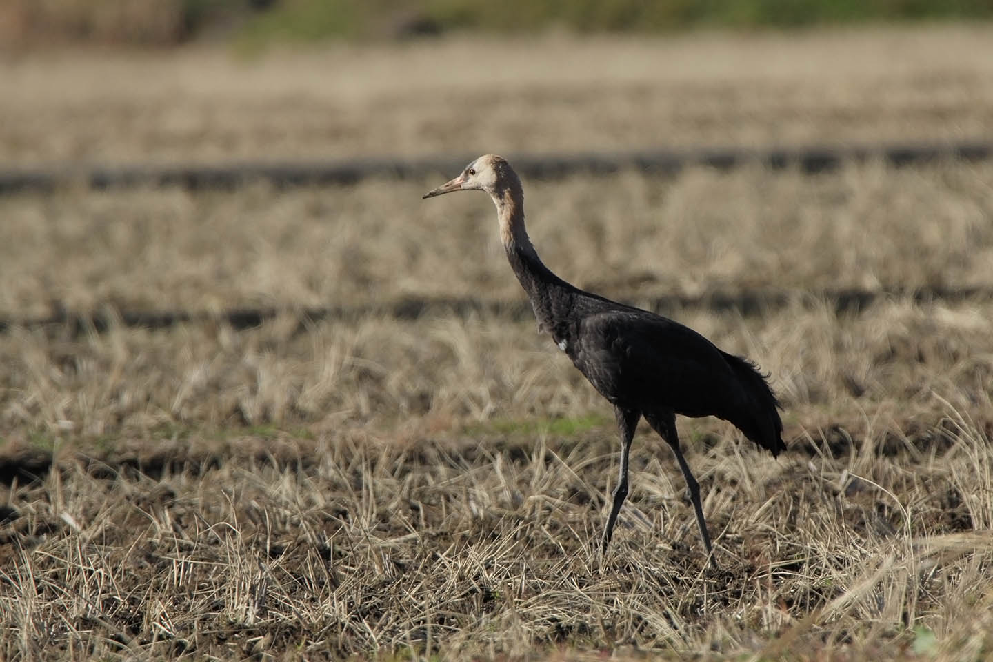 Canon EOS 60D + TAMRON SP 150-600mm F/5-6.3 Di VC USD (A011)