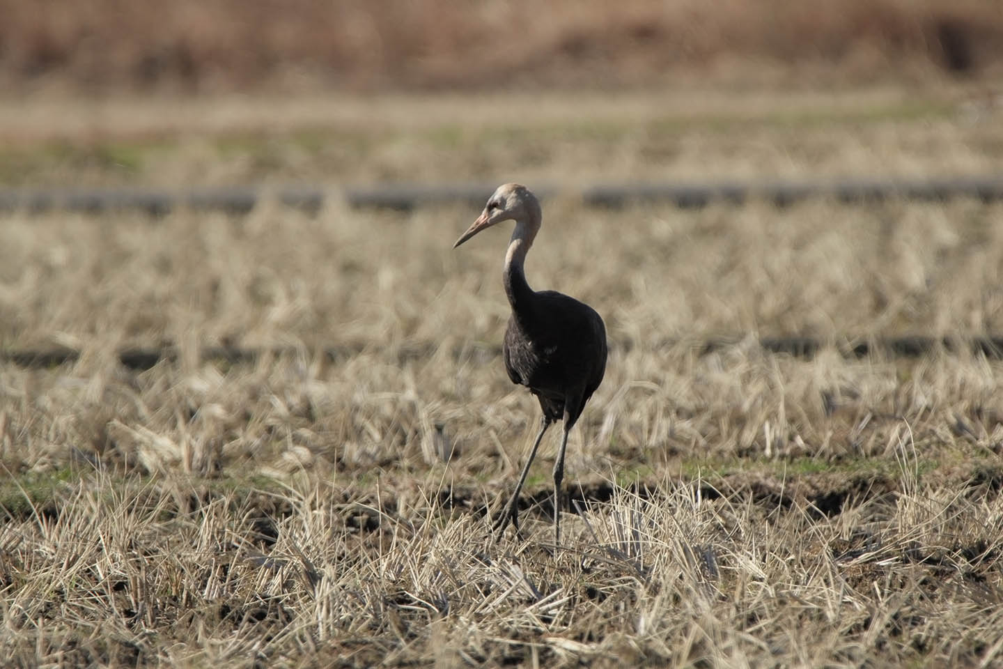 Canon EOS 60D + TAMRON SP 150-600mm F/5-6.3 Di VC USD (A011)