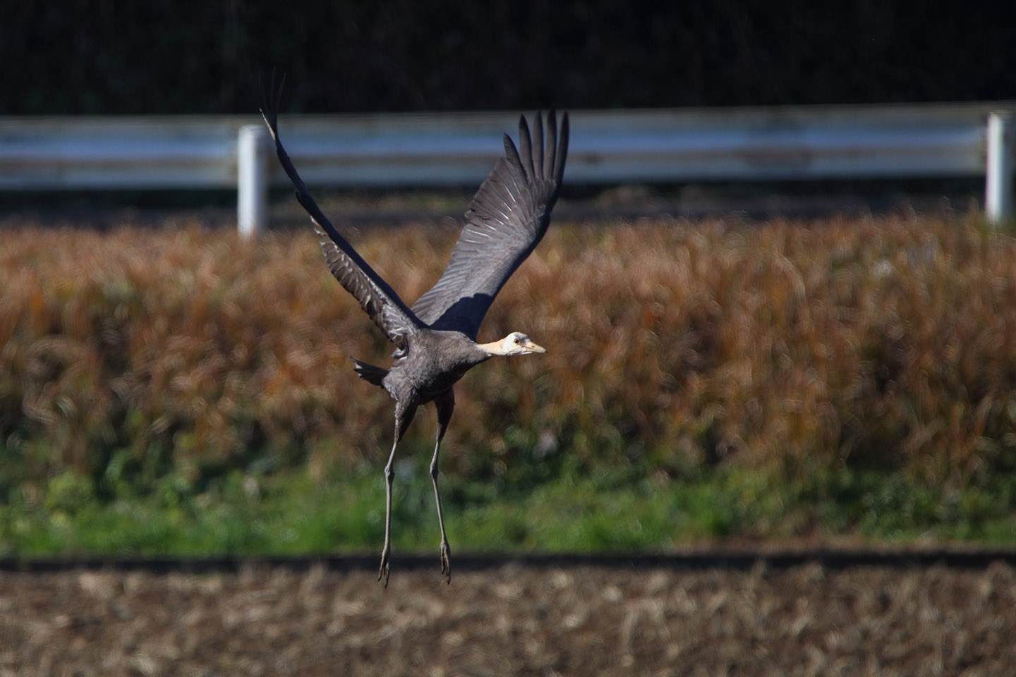 Canon EOS 6D + TAMRON SP 150-600mm F/5-6.3 Di VC USD (A011)