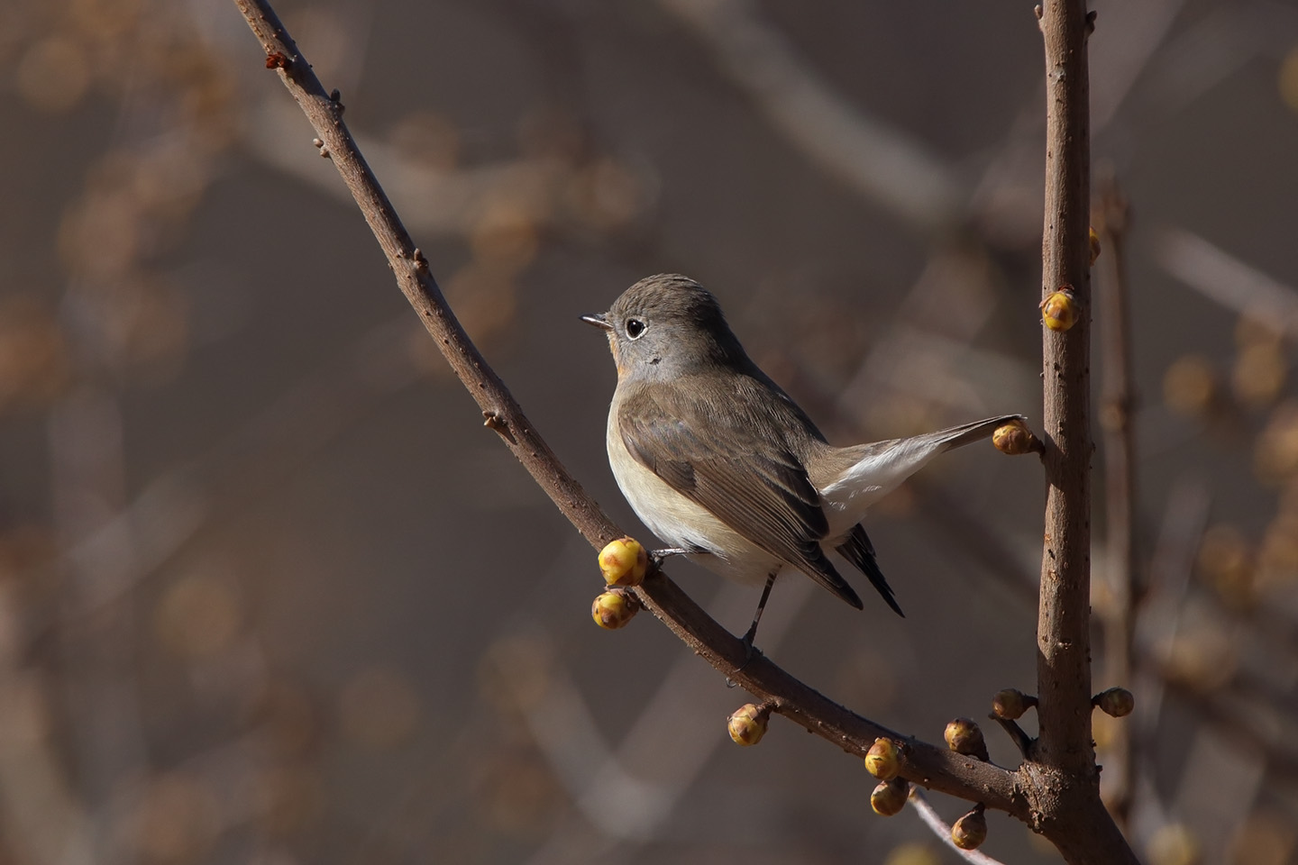 Canon EOS 6D + TAMRON SP 150-600mm F/5-6.3 Di VC USD (A011)