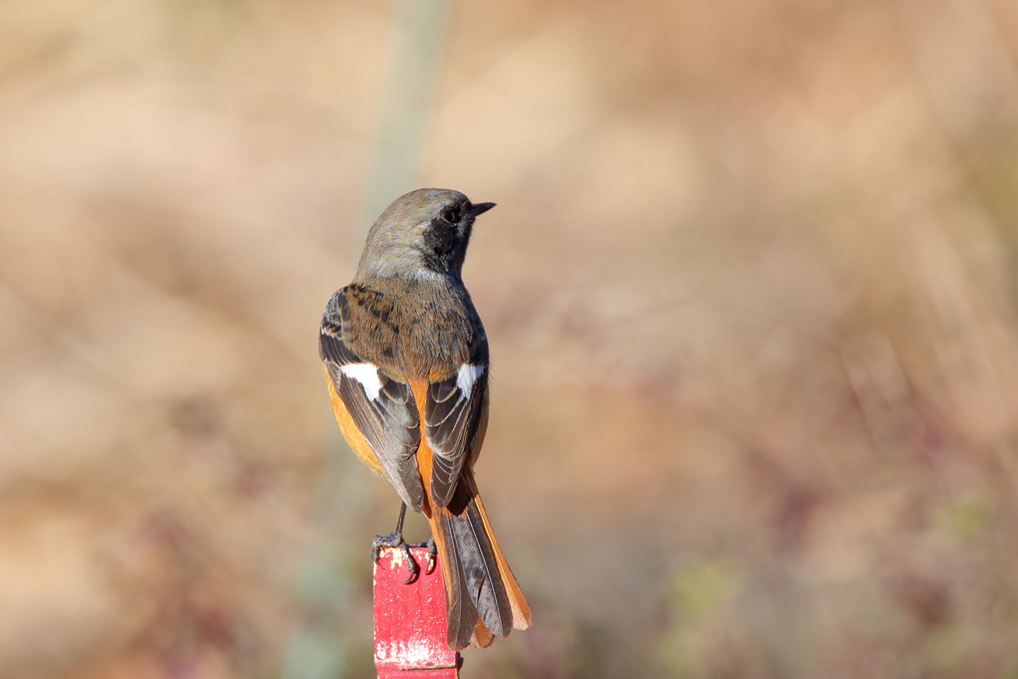 Canon EOS 6D + TAMRON SP 150-600mm F/5-6.3 Di VC USD (A011)