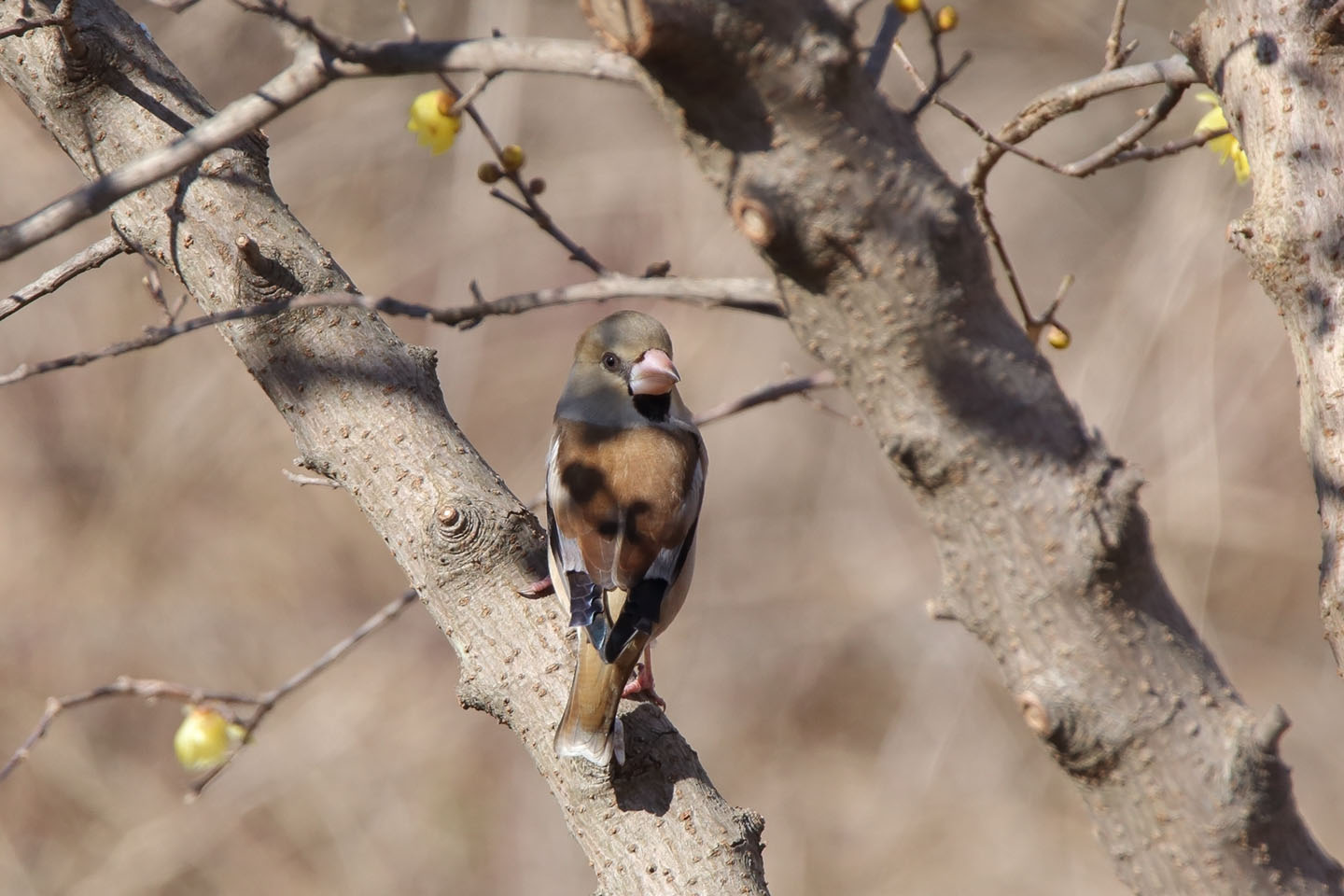 Canon EOS 6D + TAMRON SP 150-600mm F/5-6.3 Di VC USD (A011)