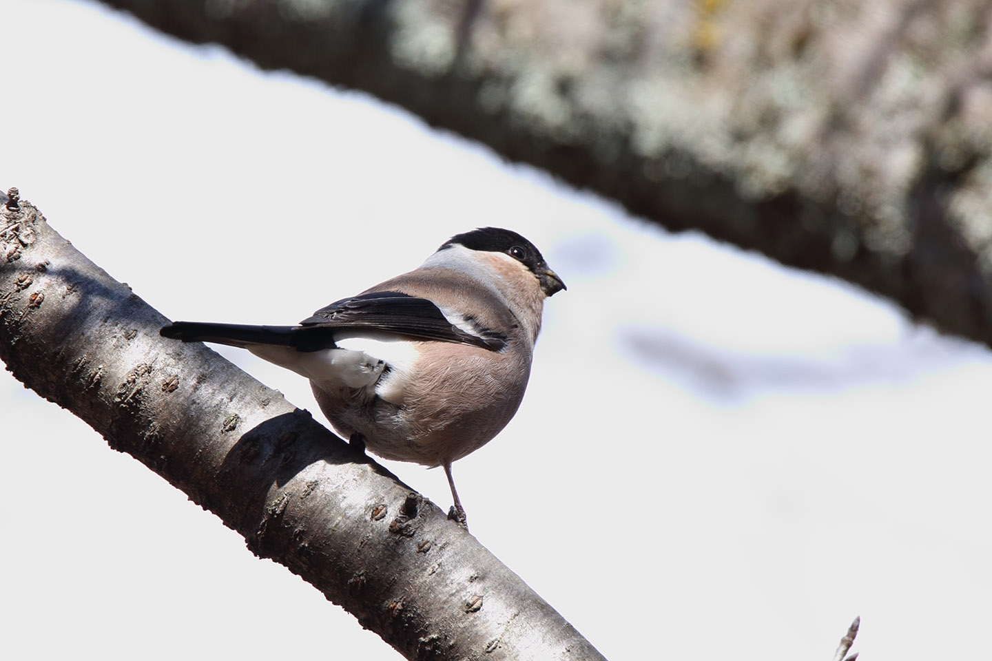 Canon EOS 6D + TAMRON SP 150-600mm F/5-6.3 Di VC USD (A011)