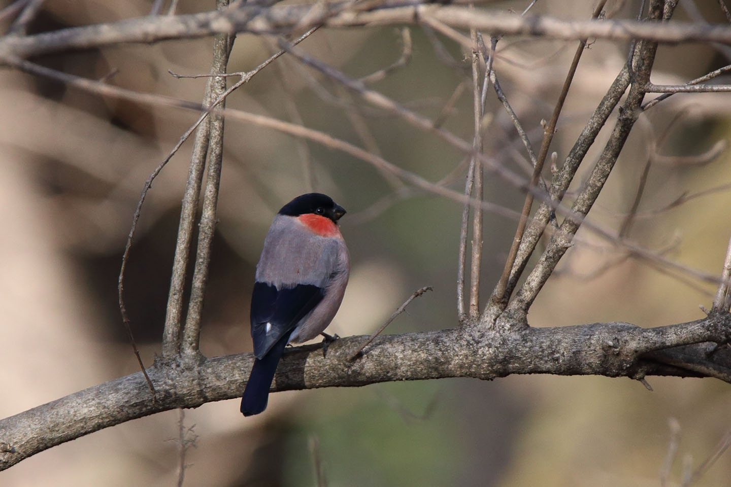 Canon EOS 6D + TAMRON SP 150-600mm F/5-6.3 Di VC USD (A011)