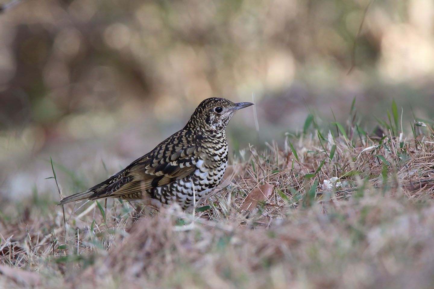 Canon EOS 6D + TAMRON SP 150-600mm F/5-6.3 Di VC USD (A011)