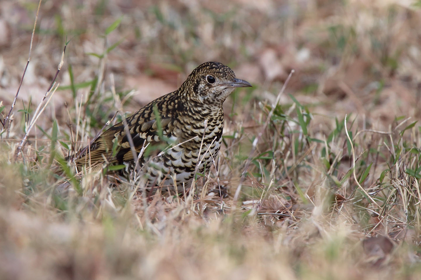 Canon EOS 6D + TAMRON SP 150-600mm F/5-6.3 Di VC USD (A011)