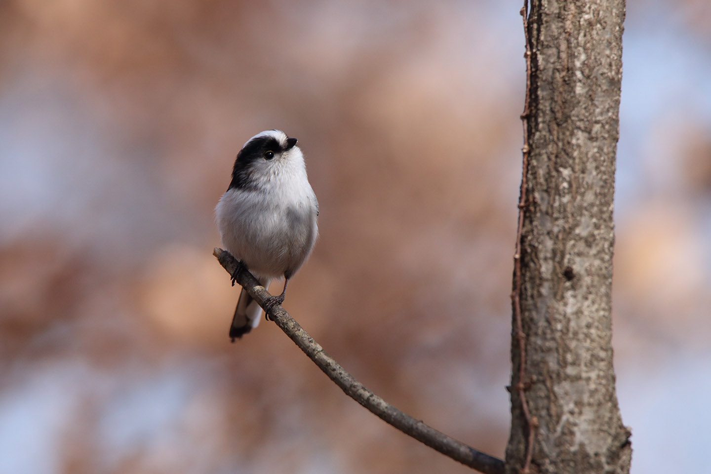 Canon EOS 6D + TAMRON SP 150-600mm F/5-6.3 Di VC USD (A011)