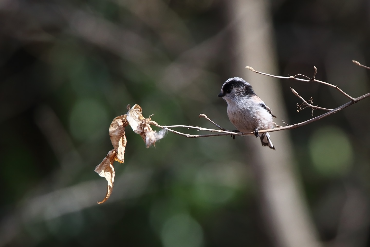 Canon EOS 6D + TAMRON SP 150-600mm F/5-6.3 Di VC USD (A011)