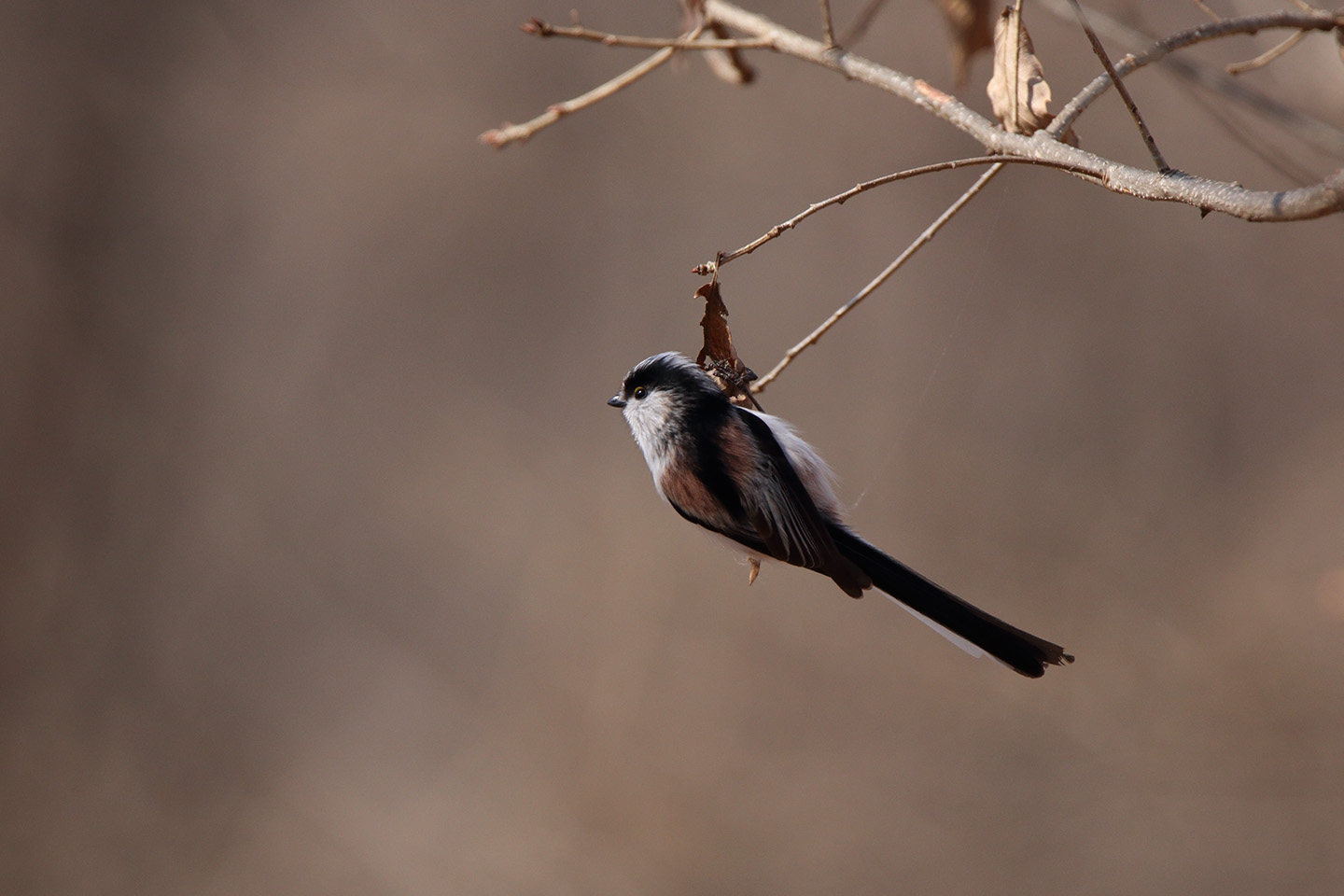 Canon EOS 6D + TAMRON SP 150-600mm F/5-6.3 Di VC USD (A011)