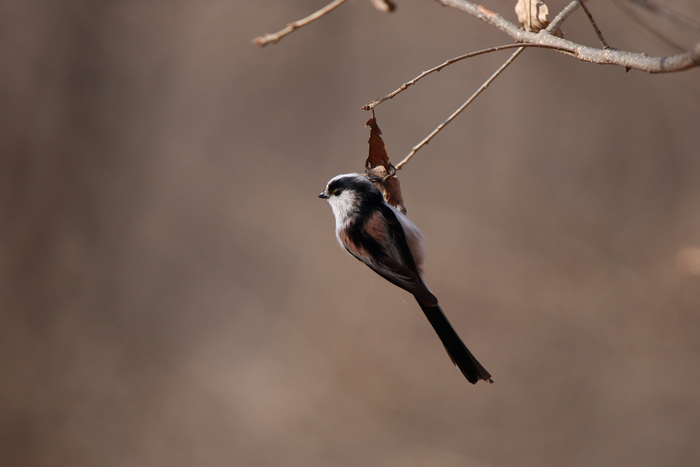 Canon EOS 6D + TAMRON SP 150-600mm F/5-6.3 Di VC USD (A011)