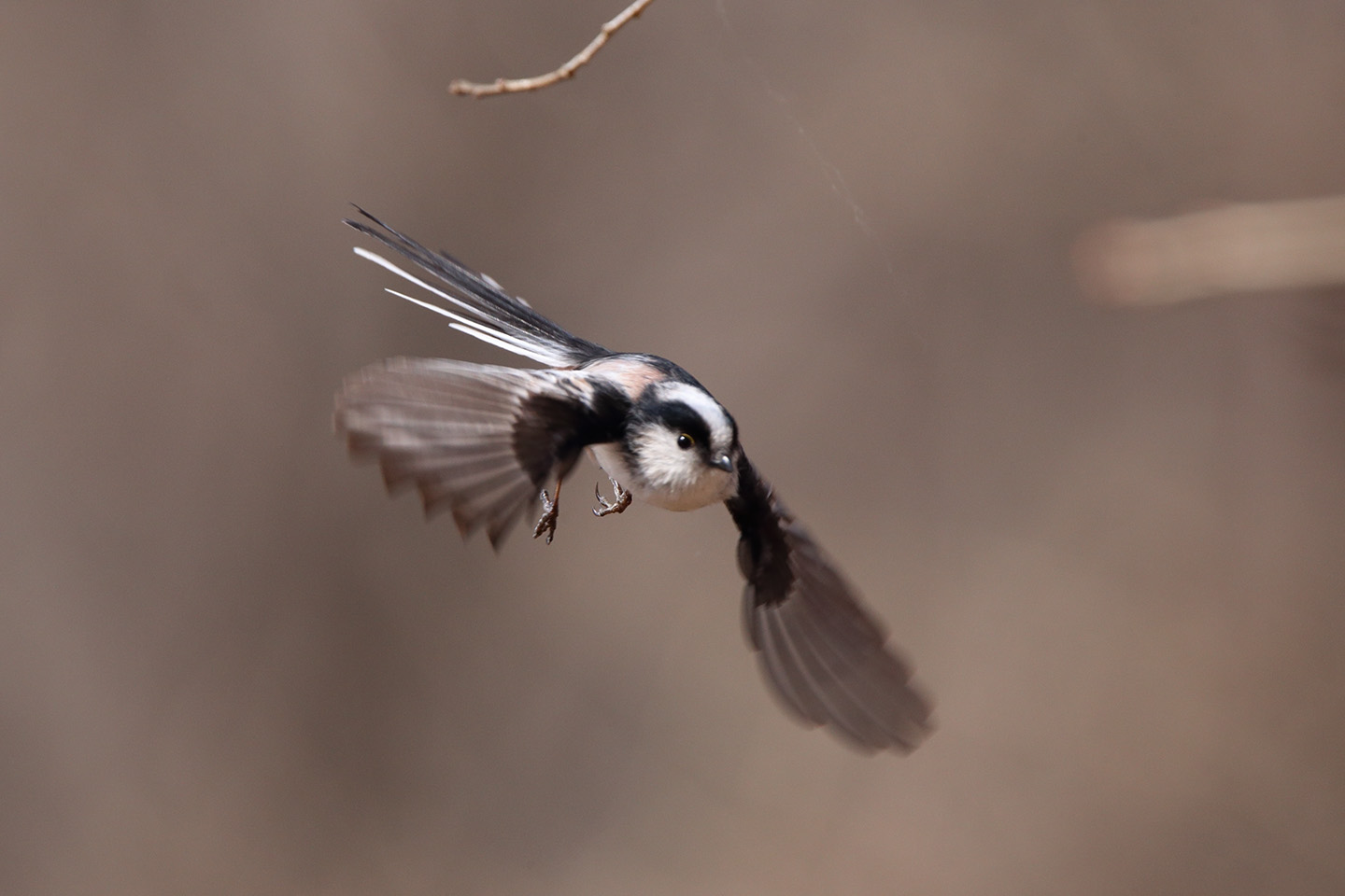 Canon EOS 6D + TAMRON SP 150-600mm F/5-6.3 Di VC USD (A011)