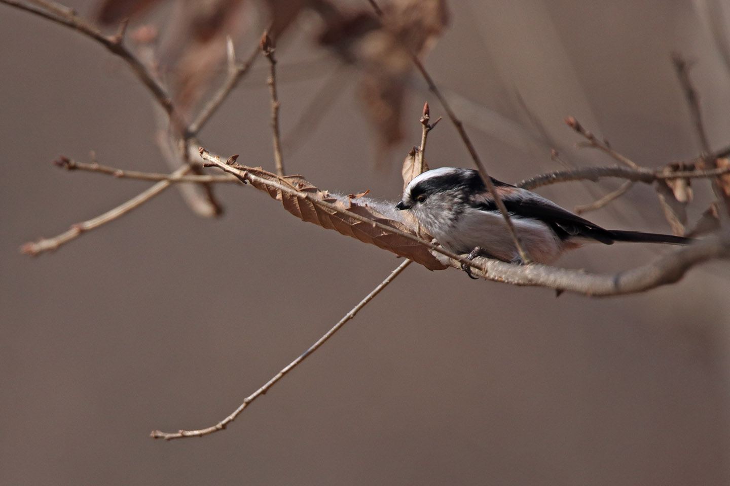 Canon EOS 6D + TAMRON SP 150-600mm F/5-6.3 Di VC USD (A011)