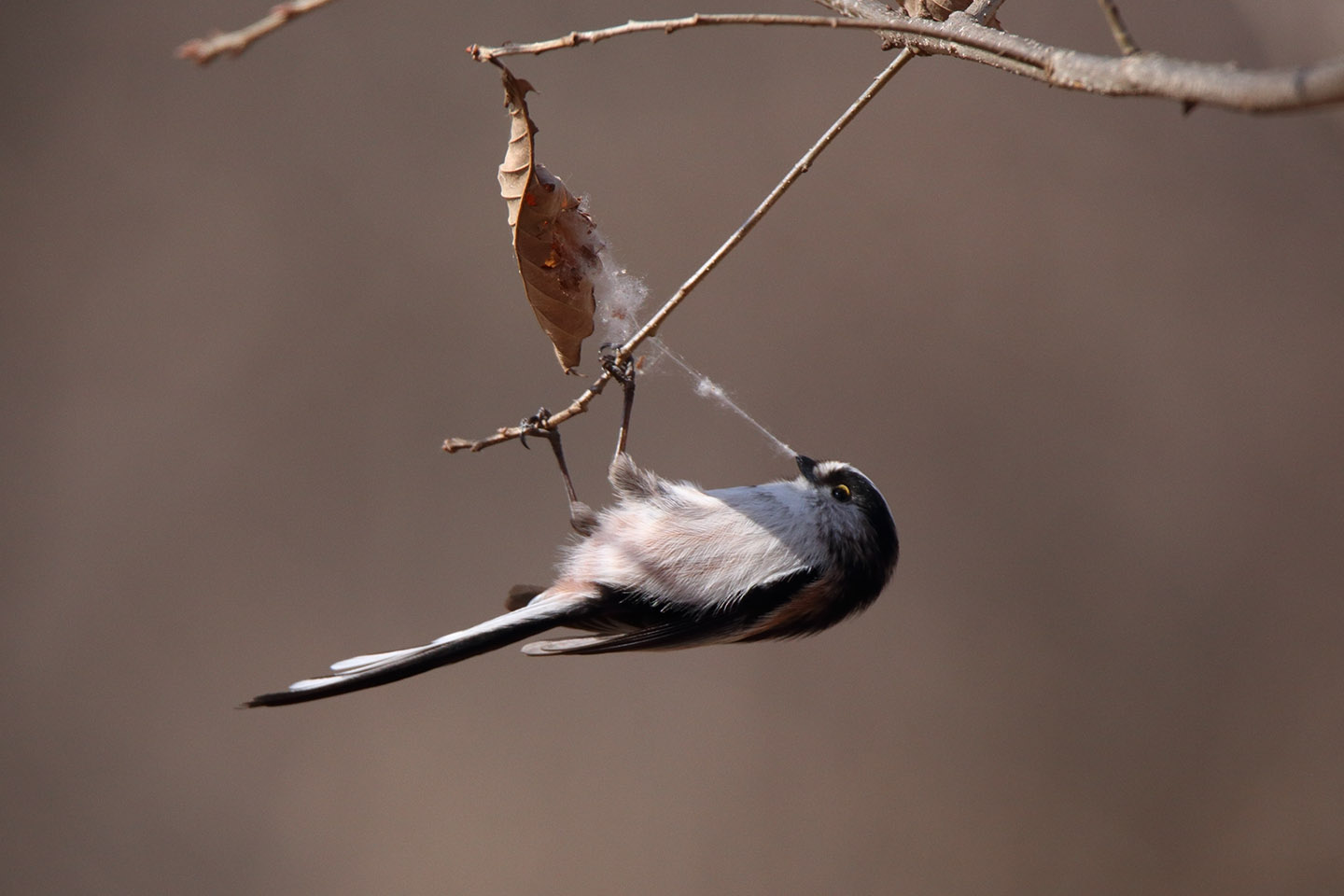 Canon EOS 6D + TAMRON SP 150-600mm F/5-6.3 Di VC USD (A011)