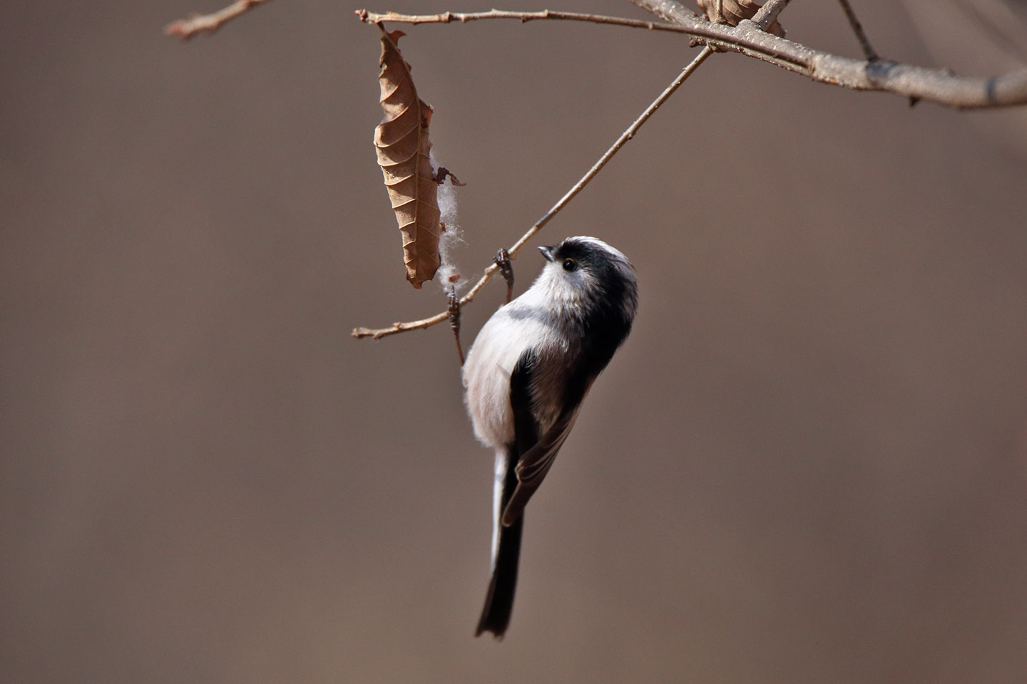 Canon EOS 6D + TAMRON SP 150-600mm F/5-6.3 Di VC USD (A011)