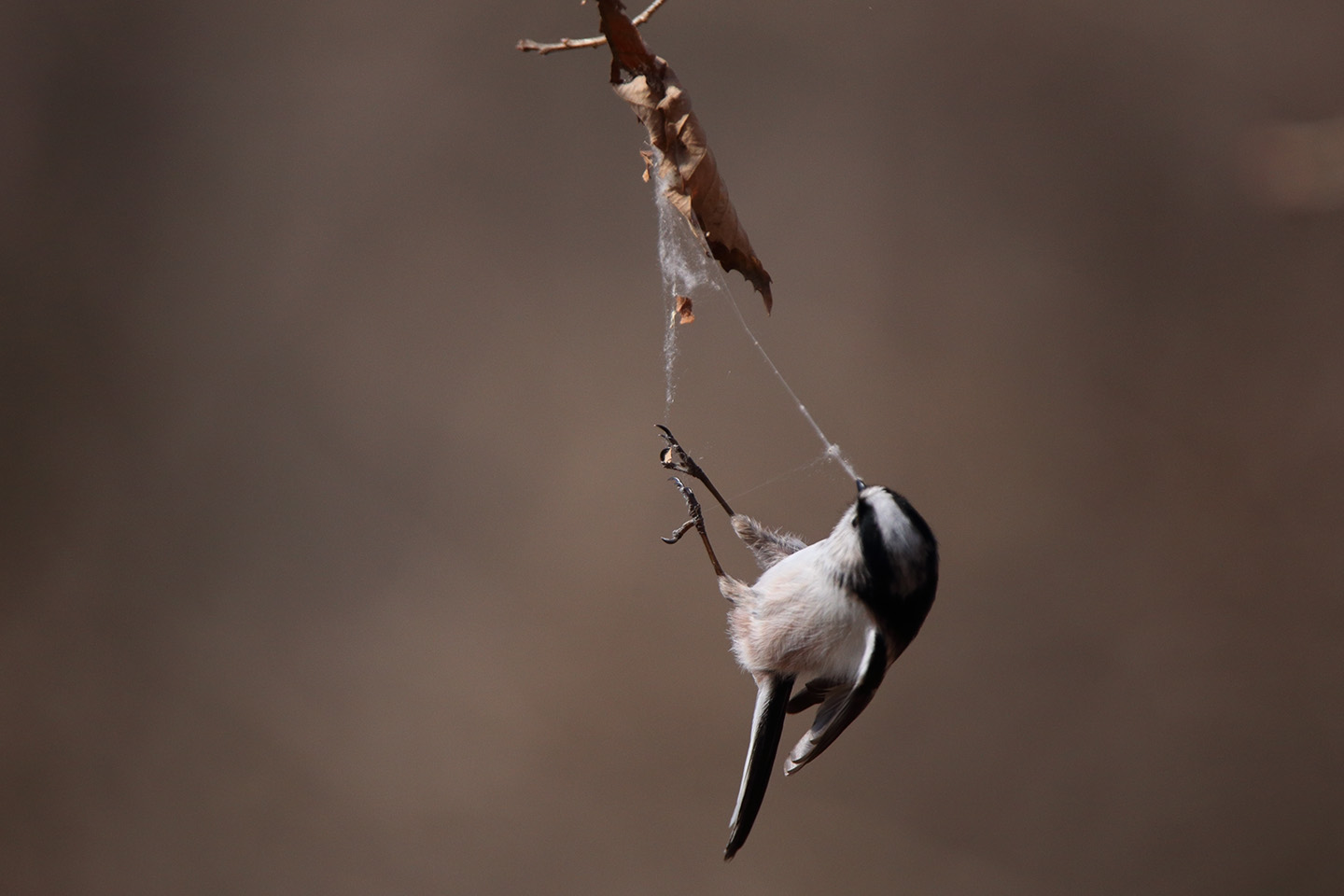 Canon EOS 6D + TAMRON SP 150-600mm F/5-6.3 Di VC USD (A011)