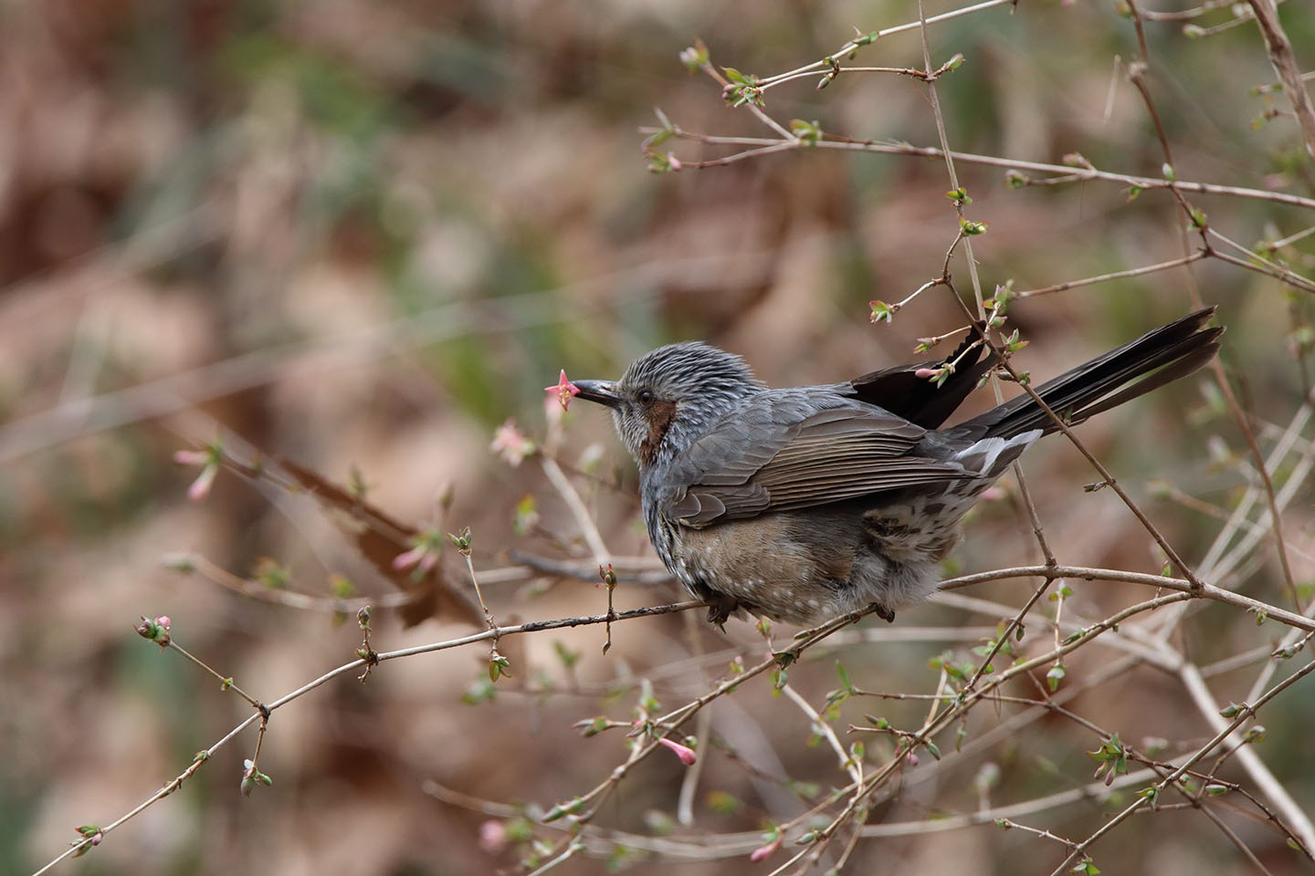 Canon EOS 6D + TAMRON SP 150-600mm F/5-6.3 Di VC USD (A011)