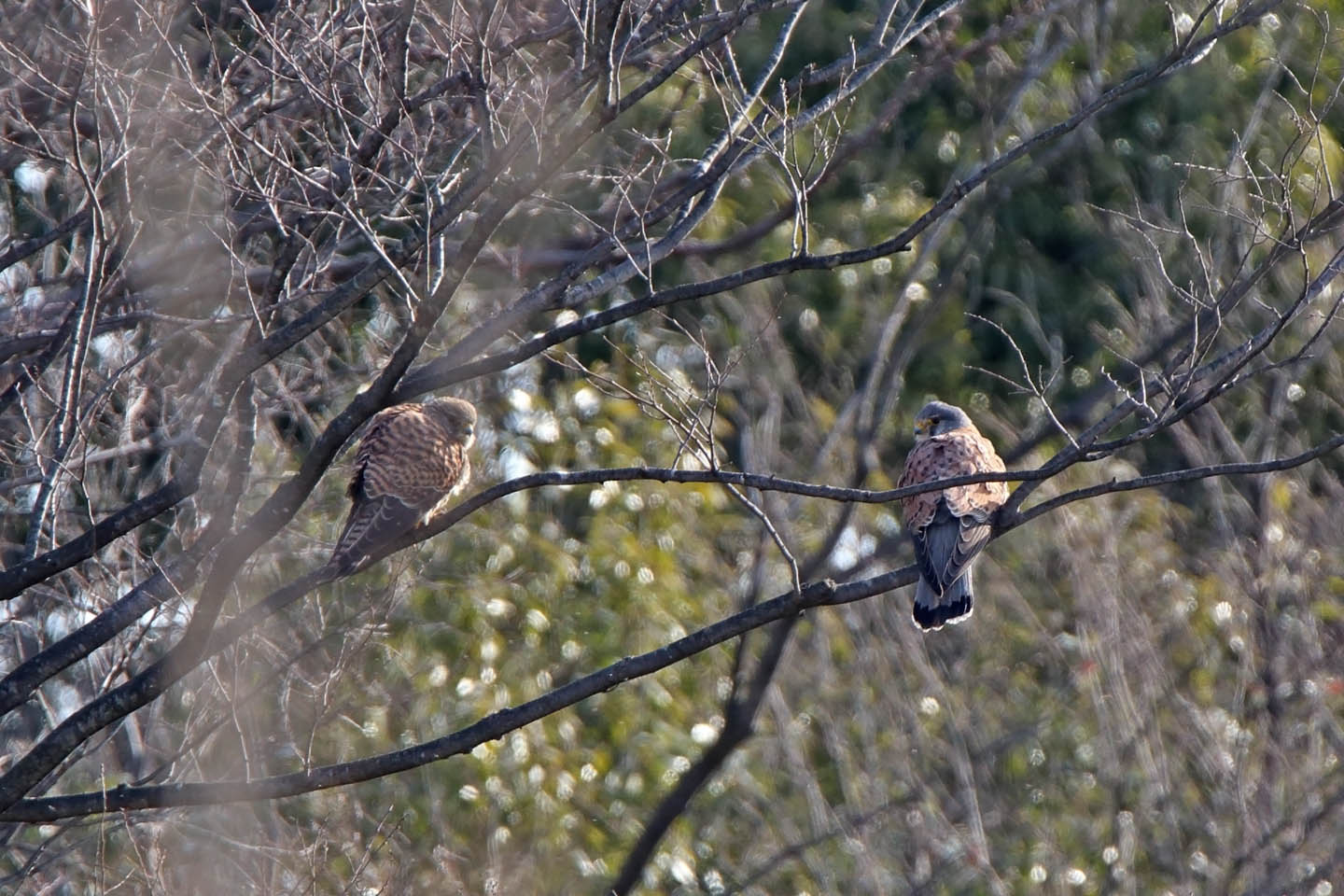 Canon EOS 6D + TAMRON SP 150-600mm F/5-6.3 Di VC USD (A011)