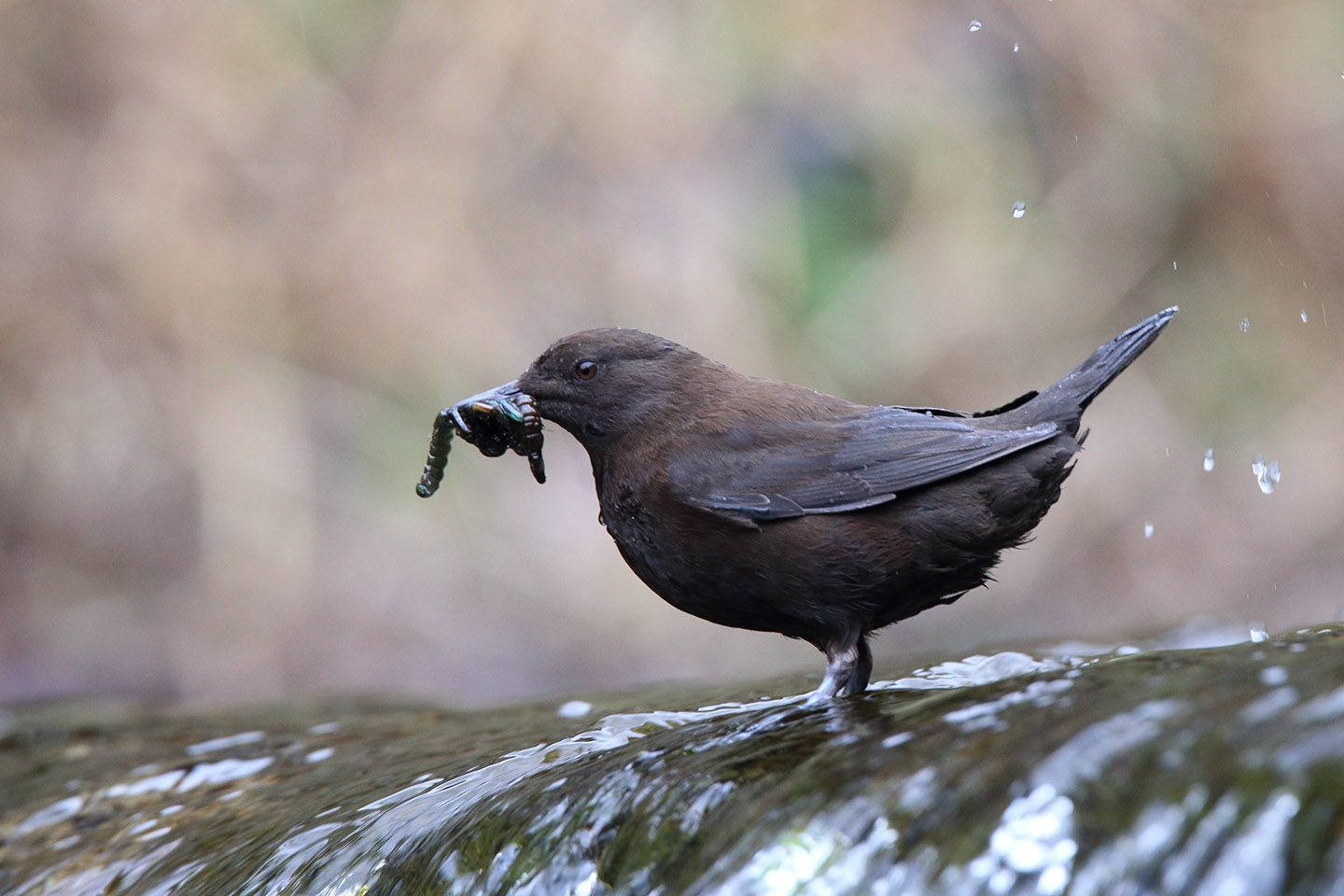 Canon EOS 6D + TAMRON SP 150-600mm F/5-6.3 Di VC USD (A011)