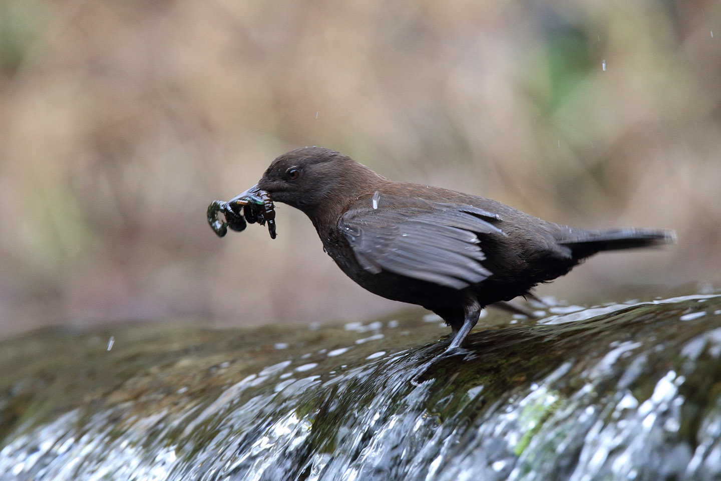 Canon EOS 6D + TAMRON SP 150-600mm F/5-6.3 Di VC USD (A011)