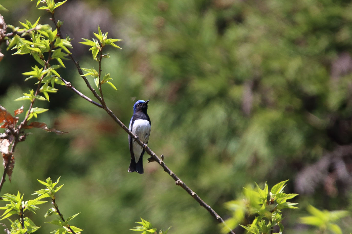 Canon EOS 6D + TAMRON SP 150-600mm F/5-6.3 Di VC USD (A011)