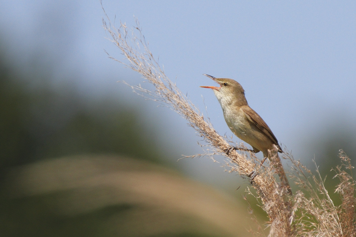 Canon EOS 60D + TAMRON SP 150-600mm F/5-6.3 Di VC USD (A011)