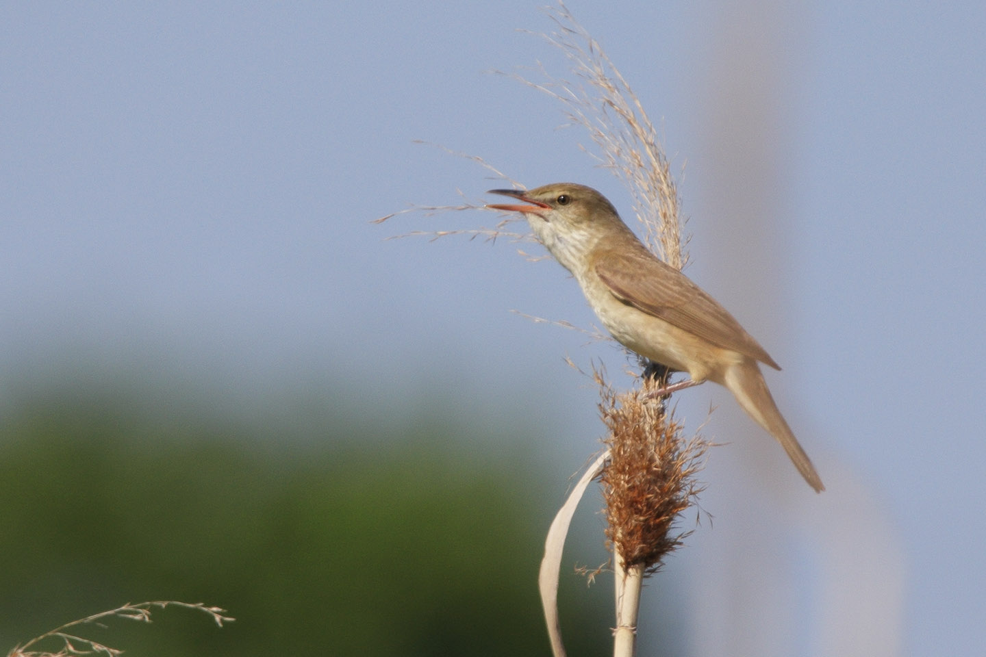 Canon EOS 60D + TAMRON SP 150-600mm F/5-6.3 Di VC USD (A011)