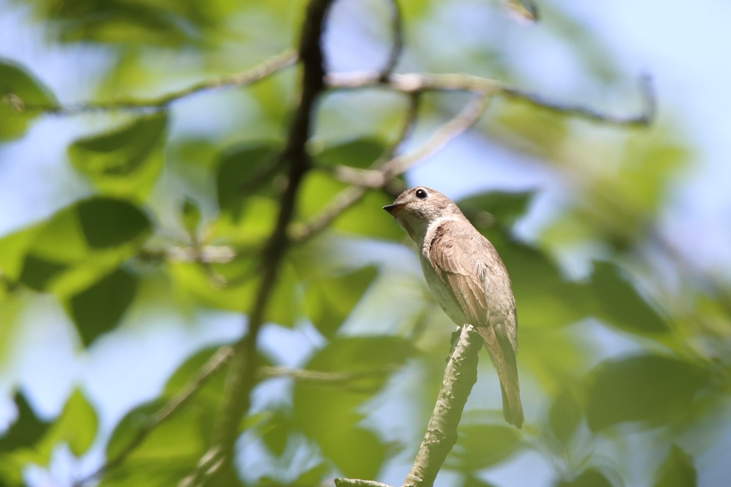 Canon EOS 6D + TAMRON SP 150-600mm F/5-6.3 Di VC USD (A011)