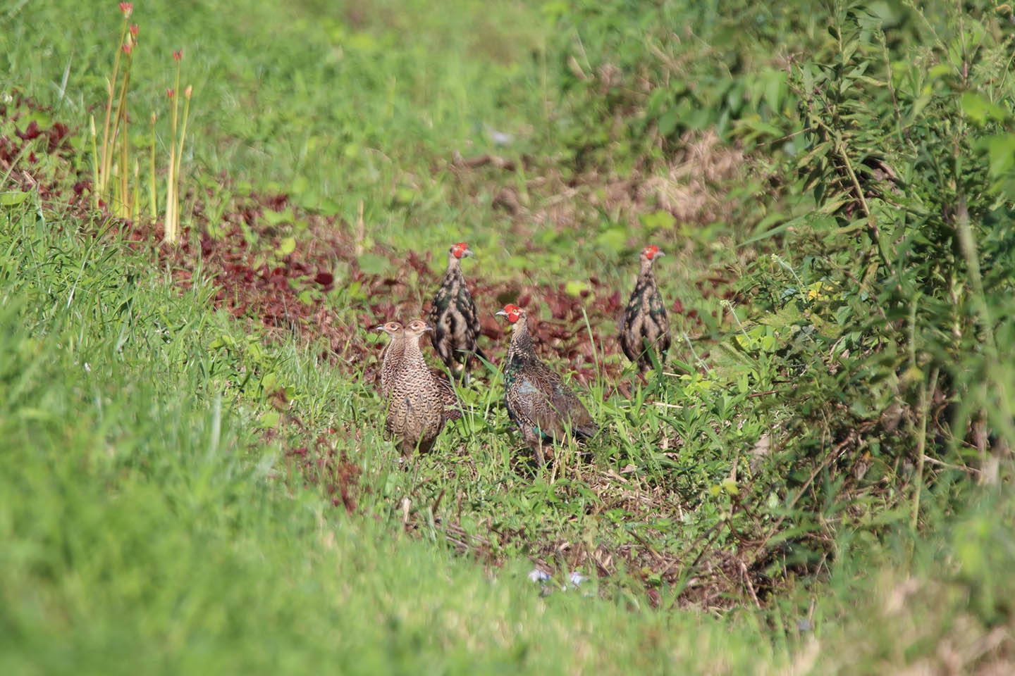 さくちゃんの 鳥と遊ぼうよ カテゴリー キジ科 キジ目キジ科 に属する野鳥