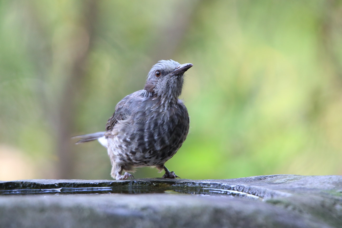 さくちゃんの 鳥と遊ぼうよ カテゴリー ヒヨドリ科 スズメ目ヒヨドリ科 に属する野鳥