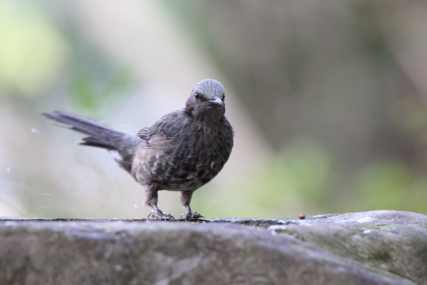 さくちゃんの 鳥と遊ぼうよ カテゴリー ヒヨドリ科 スズメ目ヒヨドリ科 に属する野鳥