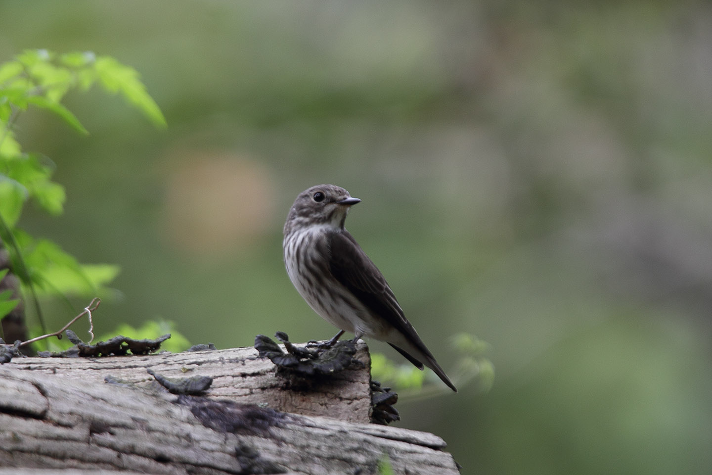 Canon EOS 60D + TAMRON SP 150-600mm F/5-6.3 Di VC USD (A011)