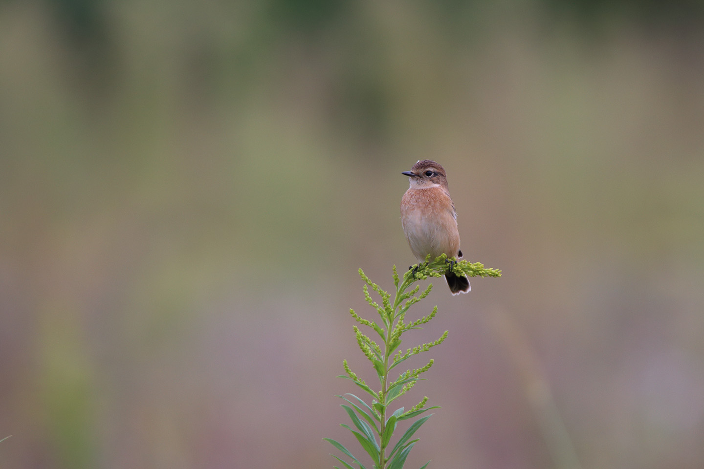 Canon EOS 6D + TAMRON SP 150-600mm F/5-6.3 Di VC USD (A011)