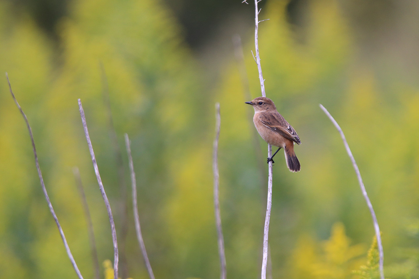 Canon EOS 6D + TAMRON SP 150-600mm F/5-6.3 Di VC USD (A011)