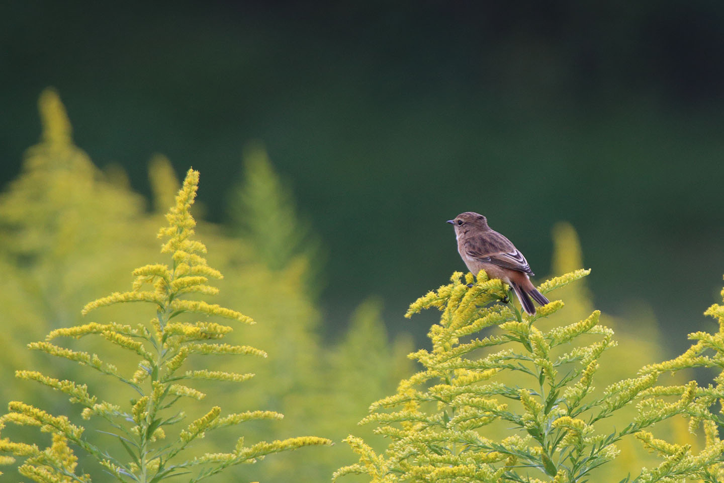 Canon EOS 6D + TAMRON SP 150-600mm F/5-6.3 Di VC USD (A011)