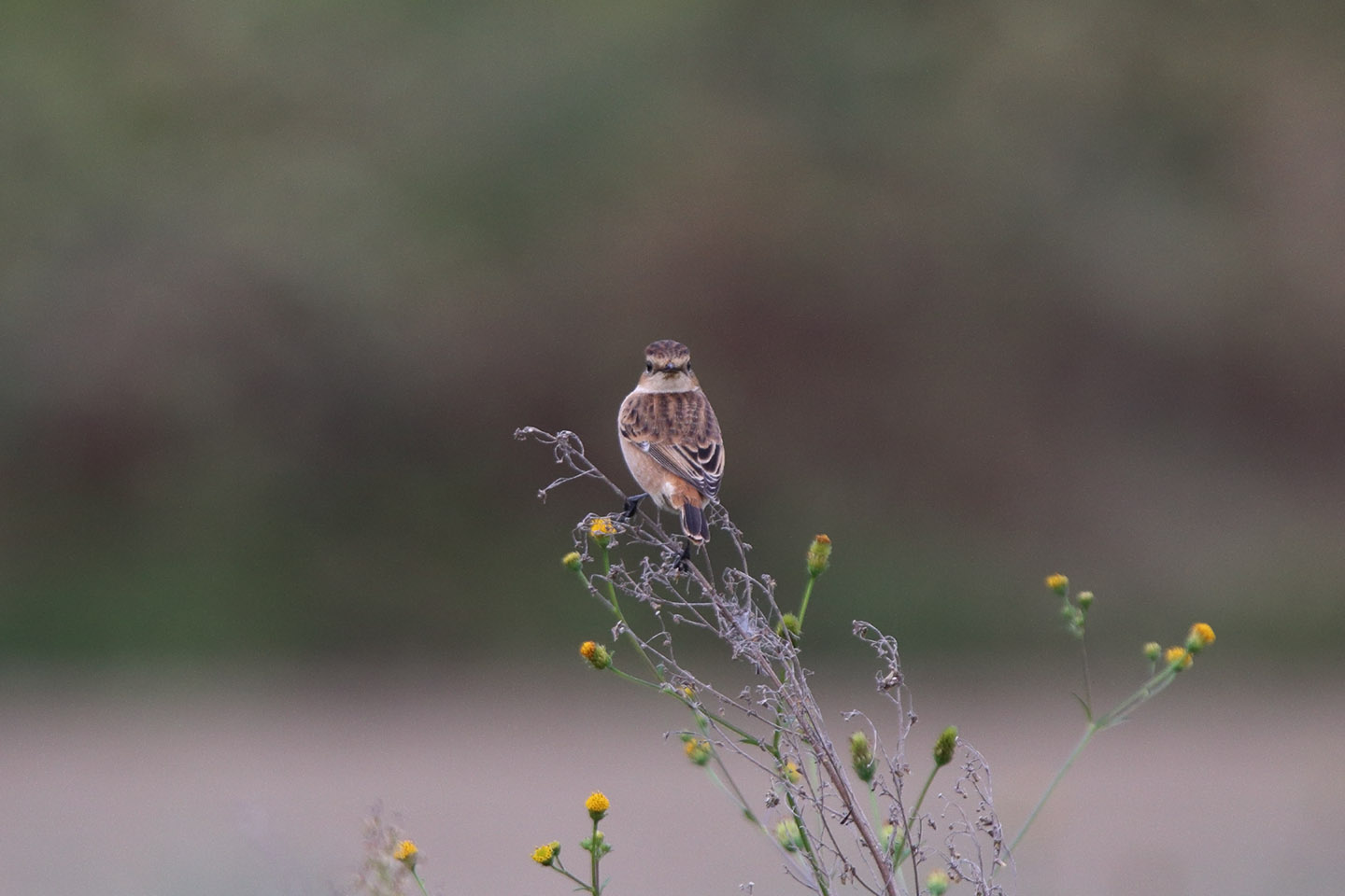 Canon EOS 6D + TAMRON SP 150-600mm F/5-6.3 Di VC USD (A011)