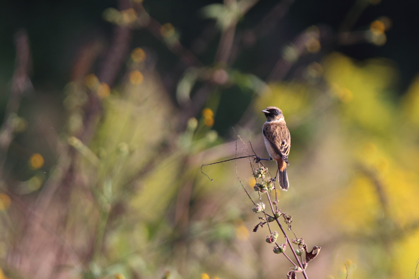 Canon EOS 6D + TAMRON SP 150-600mm F/5-6.3 Di VC USD (A011)